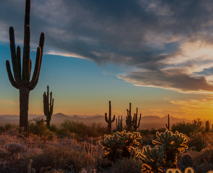 Scottsdale, AZ landscape